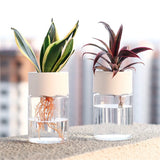 Elegant Hydroponic Plant Vase - Modern Home Decor