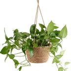Elegant Jute Hanging Planter Set - Indoor & Outdoor Décor